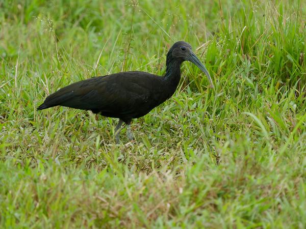 <h3><a href="/trips/costa-rica/biota/animalia/chordata/aves/015 pelecaniformes/001 threskiornithidae/mesembrinibis cayennensis/mesembrinibis cayennensis-nl.html">Mesembrinibis&nbsp;cayennensis</a> / Green&nbsp;ibis / Groene&nbsp;ibis</h3>OM-1 Mark II met OLYMPUS M.150-400mm F4.5 TC, 1/2000 sec  bij F5.6, ISO 2000, afstand 31.9&nbsp;m